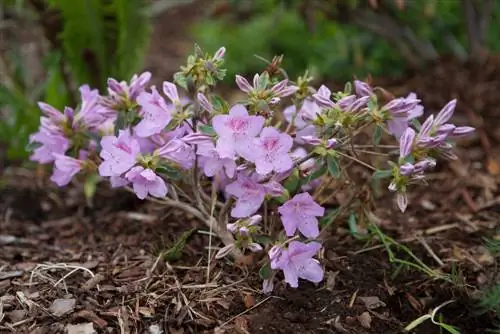 azalea শিকড়