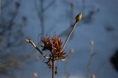 Daños por heladas en azaleas: identificar, tratar y prevenir