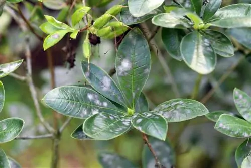 azalea mildew