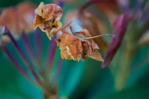 l'azalea fiorisce due volte