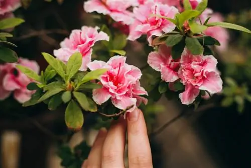 ¿Azalea infestada de líquenes? Así es como actúas correctamente