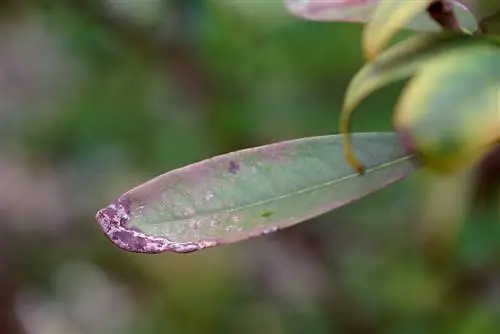 solmaya kasalligi azalea