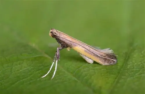 grön larv på azaleor