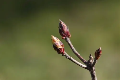 azalea bolest ušne školjke