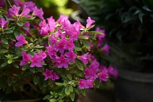 Japanese azaleas in pots: tips for location and care