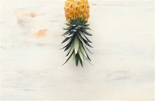 Pineapple turned upside down: This way it ripens evenly