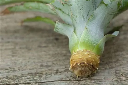 Ananas kweken: het pad naar blauwe stengel en fruit