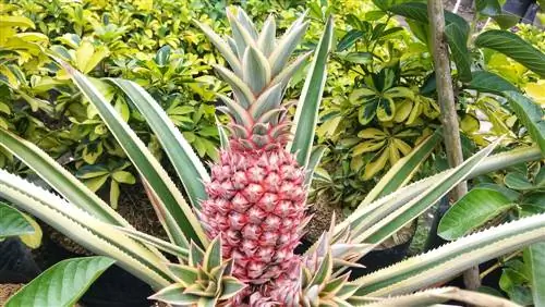 Growing pineapples in Germany: This is how it's easy