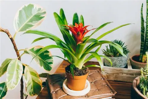 Plantas parecidas a la piña: opciones exóticas para el hogar