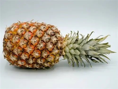 ananas brun röta