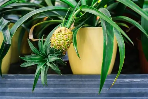 Fertilizzare l'ananas: così garantirai frutti dolci in giardino