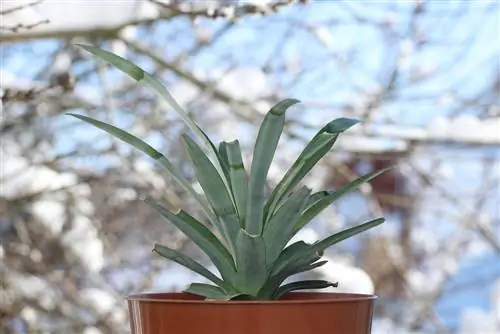 pineapple windowsill