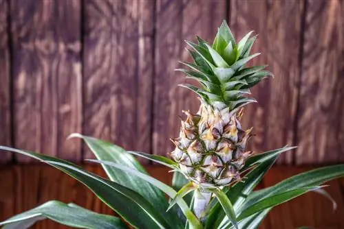 pineapple single fruit