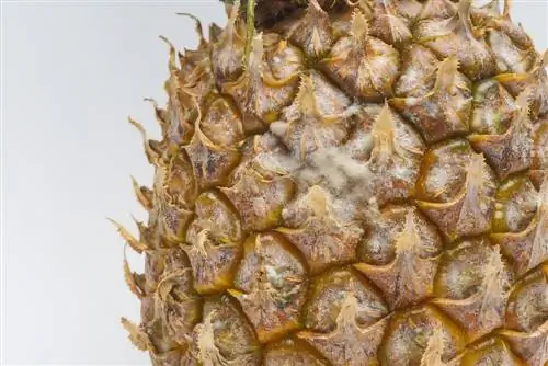 Ananas și mucegai: Fructul este încă comestibil?