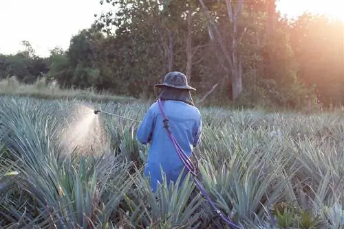 ananas pestitsidlari