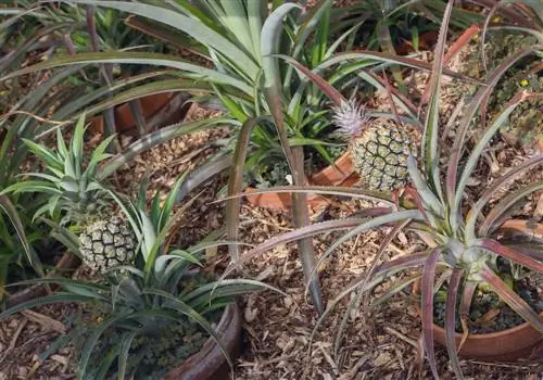 Pianta di ananas: quanto può diventare grande?