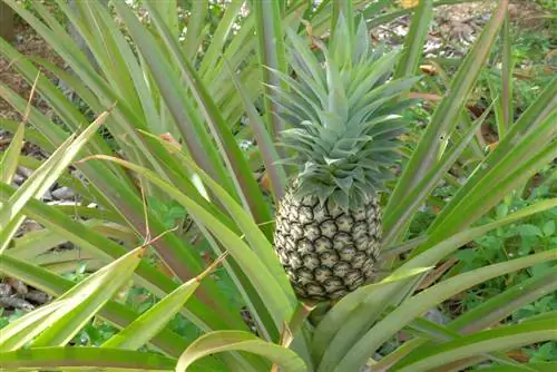 ağaçlarda ananas yetiştirmek