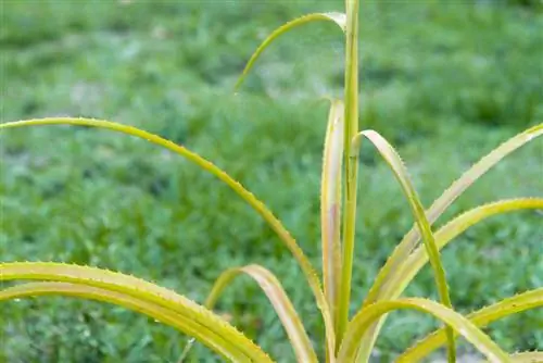 ananas-plant-geel-blad