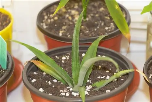 Planta de piña con hojas marrones: causas y soluciones