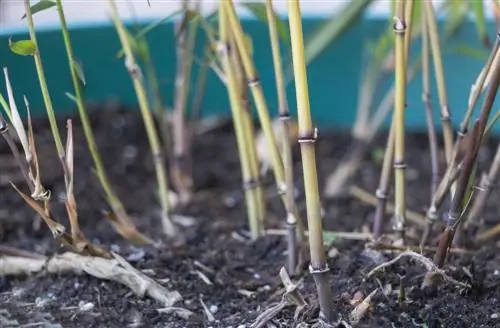 Bambu ne zaman filizlenir? Büyüme ve kesmeyle ilgili her şey