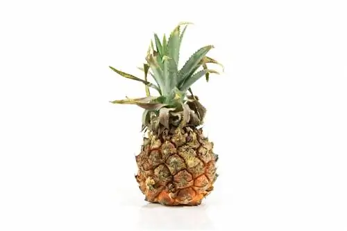 Ananas je slab? Kako prepoznati pokvarjeno sadje