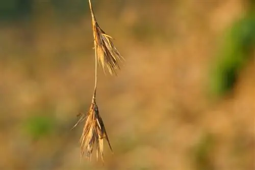 When does bamboo bloom? Fascinating phenomenon explained