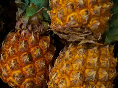 Overrijpe ananas is schadelijk