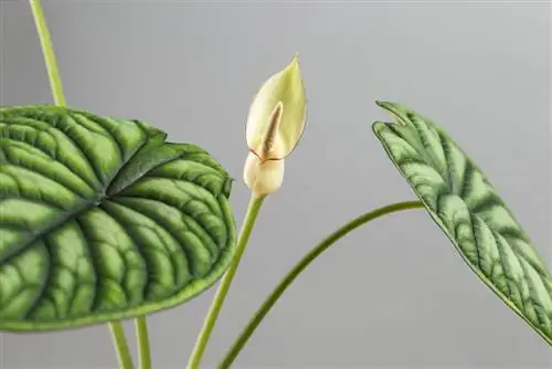 il fiore-di-alocasia puzza