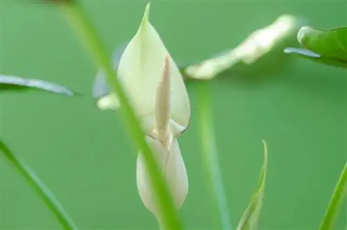 alocasia የአበባ ዱቄት