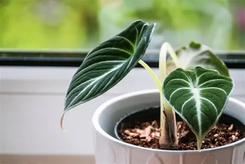 alocasia levelek