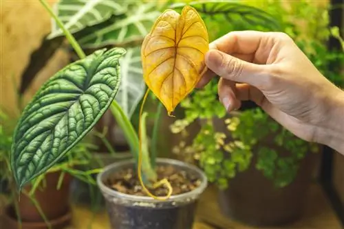 Alocasia: Ce să faci dacă frunzele se îngălbenesc?