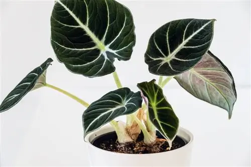 alocasia tuber