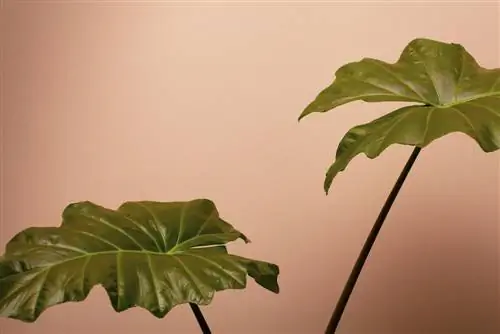 tamaño de alocasia