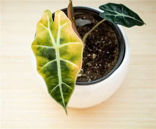 Sauvez Alocasia : Comment aider votre plante à réussir