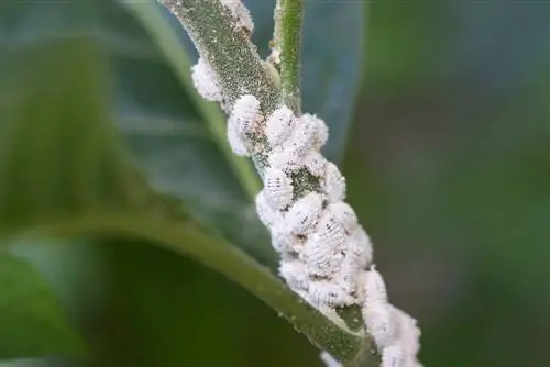 Alocasia-bladeren: witte vlekken en hoe u ze kunt behandelen