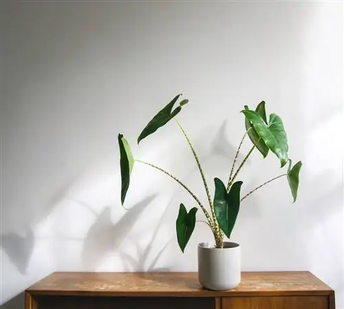 Alocasia Zebrina: waarom hangen de bladeren en wat te doen?