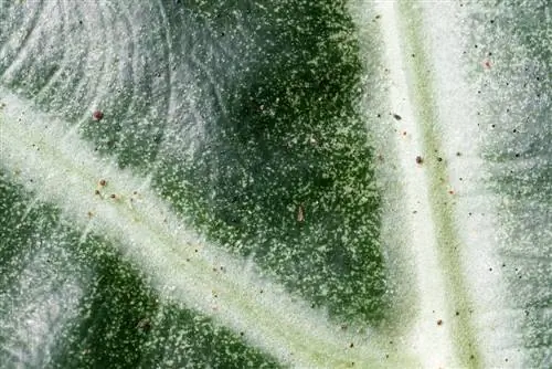 alocasia tungau laba-laba