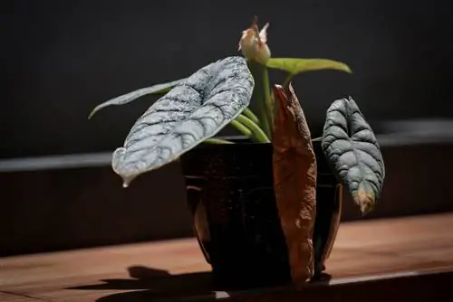 Alocasia menggulung daun: Sekilas tentang penyebab & solusi