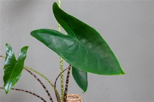 alocasia zebrina plassering