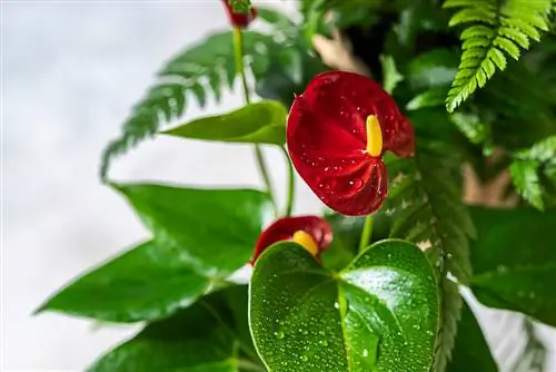 Flamingobloem in de badkamer: waarom is het ideaal?