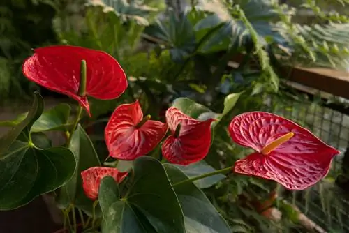 flamingo blomst størrelse