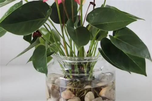 anthurium-i-ett-glas