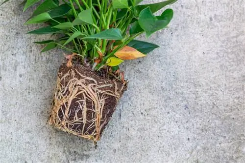 anthurium-in-water