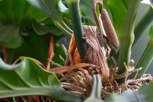 Anthurium aerial roots: care for and cut properly