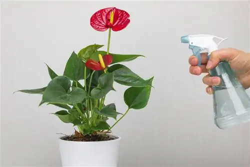 Anthurium: ¿las flores se atascan? Causas y soluciones