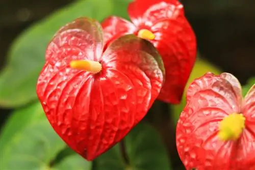 anthurium pollinate