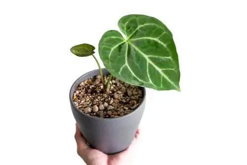 Propagação de Anthurium clarinervium - os melhores métodos de propagação