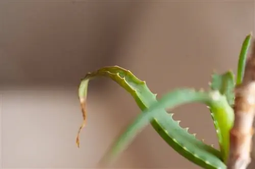 aloe vera güneş yanığına neden olur