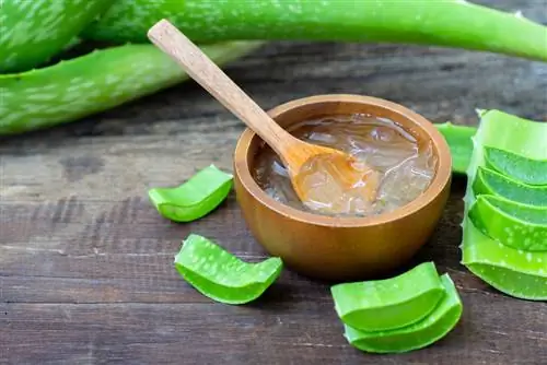 aloe vera contra los ácaros