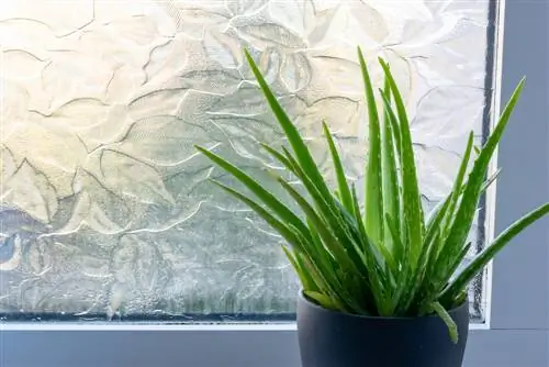 Aloe Vera skötseltips: Bibehåll optimal luftfuktighet